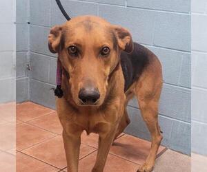German Shepherd Dog Dogs for adoption in Downey, CA, USA