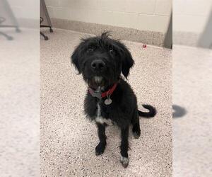 Mutt Dogs for adoption in Brighton, CO, USA