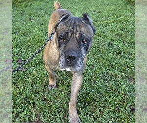 Mutt Dogs for adoption in Waterford, VA, USA