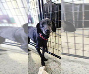 Labrador Retriever-Unknown Mix Dogs for adoption in Osgood, IN, USA