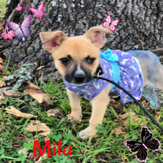 Mutt Dogs for adoption in Cushing, OK, USA