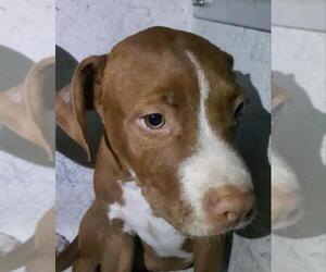 Plott Hound Dogs for adoption in San Antonio, TX, USA