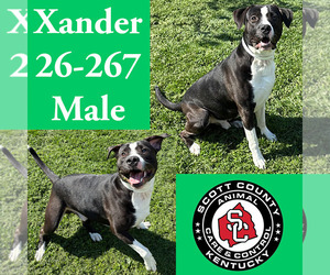 American Pit Bull Terrier-Unknown Mix Dogs for adoption in Georgetown, KY, USA