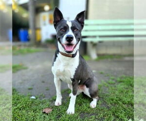 Mutt Dogs for adoption in Long Beach, CA, USA