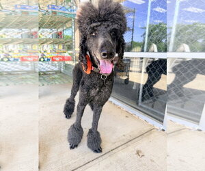 Poodle (Standard)-Unknown Mix Dogs for adoption in Rockaway, NJ, USA