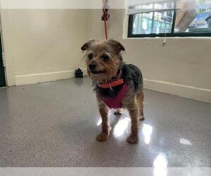 Mutt Dogs for adoption in Pasadena, CA, USA