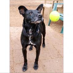 Australian Kelpie Dogs for adoption in Austin, TX, USA
