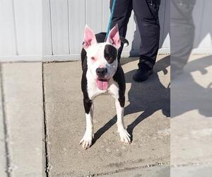 American Pit Bull Terrier-Unknown Mix Dogs for adoption in Louisville, KY, USA