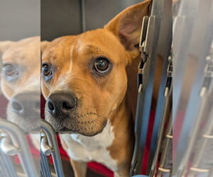 Mutt Dogs for adoption in Lee's Summit, MO, USA
