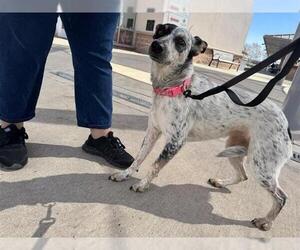 Mutt Dogs for adoption in San Antonio, TX, USA