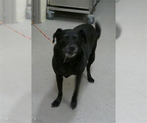 Medium Photo #2 Labrador Retriever-Unknown Mix Puppy For Sale in Sanford, FL, USA