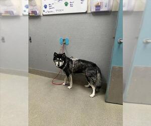 Siberian Husky-Unknown Mix Dogs for adoption in Las Vegas, NV, USA