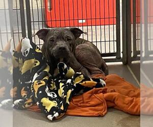 American Pit Bull Terrier Dogs for adoption in Modesto, CA, USA