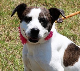 Catahoula Leopard Dog Dogs for adoption in Lytle, TX, USA