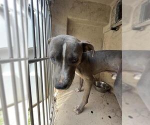 American Pit Bull Terrier-Unknown Mix Dogs for adoption in Oklahoma City, OK, USA