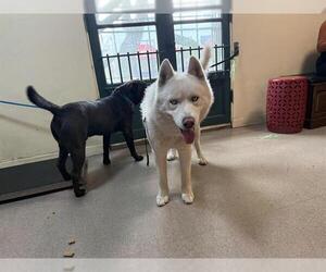 Siberian Husky Dogs for adoption in Pasadena, CA, USA