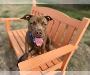 American Pit Bull Terrier Dogs for adoption in Denver, CO, USA