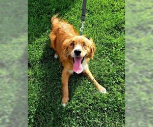 Golden Retriever Dogs for adoption in Glen Haven, WI, USA