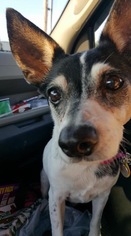 Rat Terrier Dogs for adoption in Evansville, IN, USA