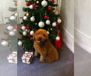 Golden Retriever Dogs for adoption in Aurora, IN, USA