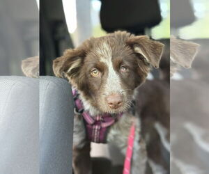 Australian Shepherd Dogs for adoption in St. Louis Park, MN, USA