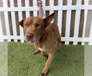 American Pit Bull Terrier-German Shepherd Dog Mix Dogs for adoption in Modesto, CA, USA