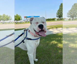 Boxer Dogs for adoption in Woodbury, MN, USA