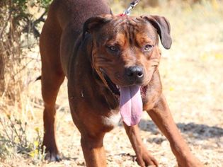 Rottweiler-American Pit Bull Terrier Dogs for adoption in Grass Valley, CA, USA