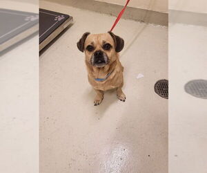 Daug Dogs for adoption in Fremont, CA, USA