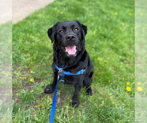 Labrador Retriever Dogs for adoption in Boston, MA, USA