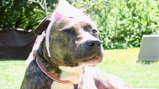 American Pit Bull Terrier-Plott Hound Mix Dogs for adoption in Richmond, CA, USA