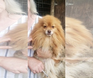 Pomeranian Dogs for adoption in Pawtucket, RI, USA