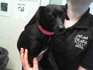Chiweenie Dogs for adoption in Grand Prairie, TX, USA