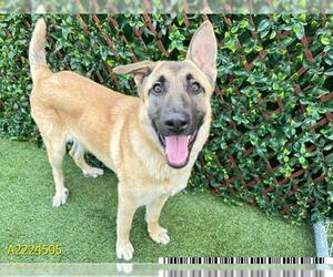 Mutt Dogs for adoption in West Palm Beach, FL, USA