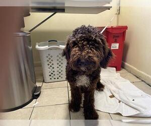 Poodle (Standard) Dogs for adoption in Pasadena, CA, USA