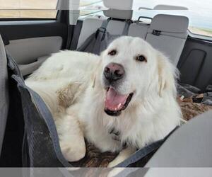 Great Pyrenees Dogs for adoption in Hamilton, MT, USA