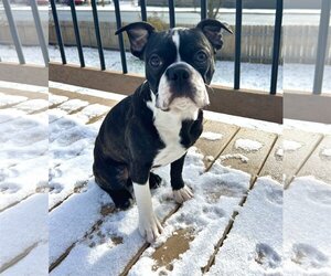 Boston Terrier Dogs for adoption in St. Louis Park, MN, USA