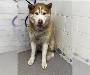 Siberian Husky Dogs for adoption in San Bernardino, CA, USA