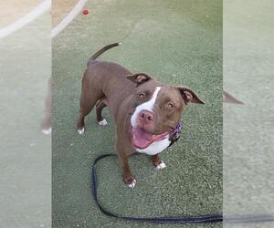 American Pit Bull Terrier-Unknown Mix Dogs for adoption in Las Vegas, NV, USA