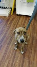 Boxer-Plott Hound Mix Dogs for adoption in Sanderson, FL, USA