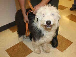 Old English Sheepdog Dogs for adoption in Placerville, CA, USA