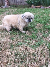 Pekingese Dogs for adoption in Royse City, TX, USA