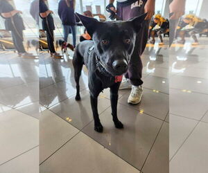 Labrador Retriever-Unknown Mix Dogs for adoption in Westwood, NJ, USA