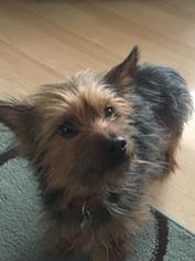 Silky Terrier Dogs for adoption in Doylestown, PA, USA