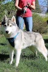 Siberian Husky Dogs for adoption in Middletown, MD, USA