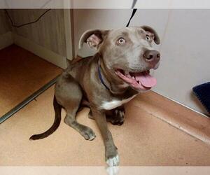 American Pit Bull Terrier Dogs for adoption in Martinez, CA, USA