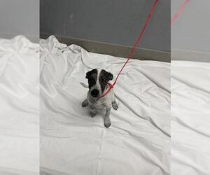Chihuahua-Unknown Mix Dogs for adoption in Las Vegas, NV, USA