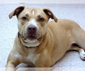 American Pit Bull Terrier-Unknown Mix Dogs for adoption in York, SC, USA
