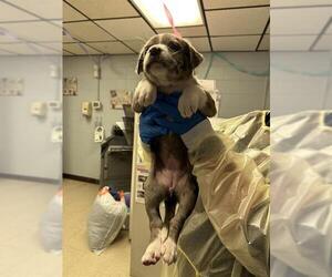 Mutt Dogs for adoption in Stockton, CA, USA