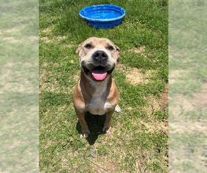 American Staffordshire Terrier-Unknown Mix Dogs for adoption in Augusta, GA, USA